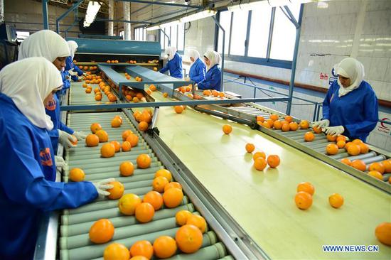 Photo provided by Nile Establishment for International Trade shows that people work in its factory in Qalioubiya, Egypt, on Jan. 16, 2016. (Xinhua)